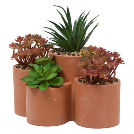 Plantes pots terracota