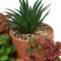 Plantes pots terracota