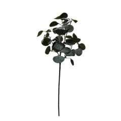 Tige eucalyptus givre