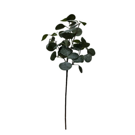 Tige eucalyptus givre