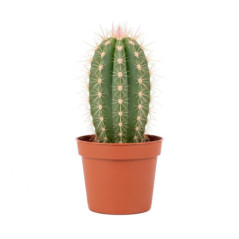 Pl cactus 5,5cm h7-10cm