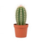 Pl cactus 5,5cm h7-10cm