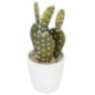 Succulent ou cactus en pot