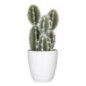 Succulent ou cactus en pot