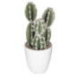 Succulent ou cactus en pot