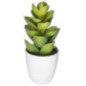 Succulent ou cactus en pot