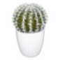 Succulent ou cactus en pot