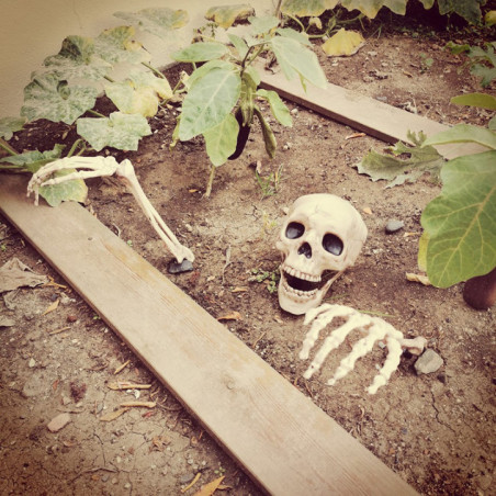 Morceaux de squelette a planter