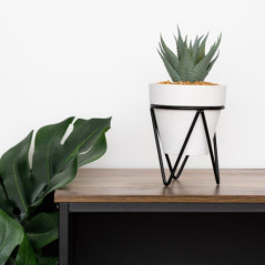 Succulente pot gris sur pied