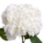 Tige hortensia blanc h83cm