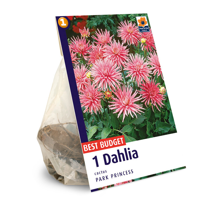 Bulbes dahlia park princess