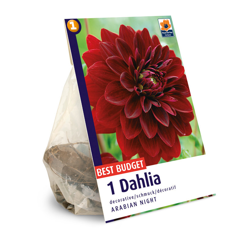 Bulbes dahlia arabian night