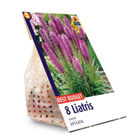 Liatris spicata violet