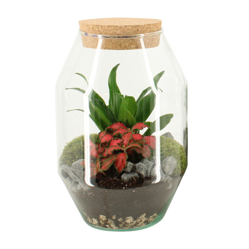 Terrarium d17 h25cm