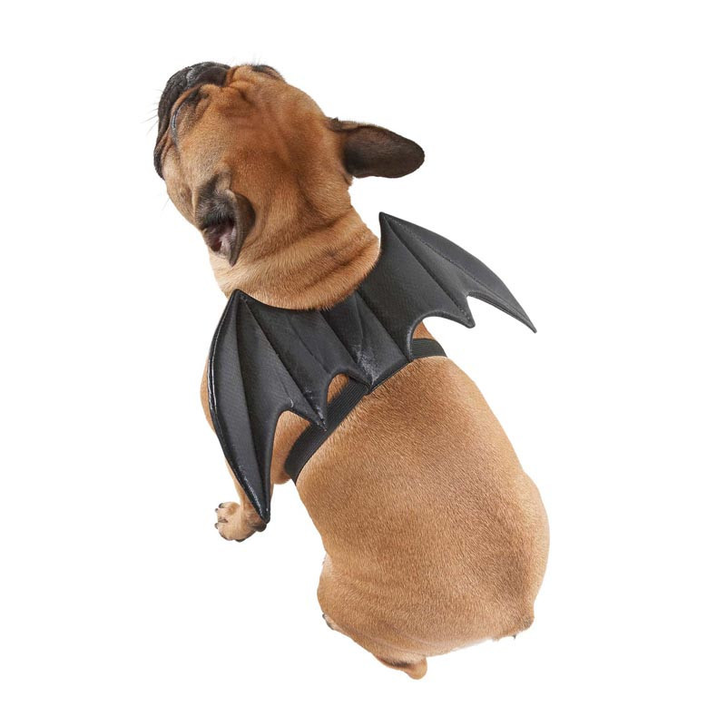 Ailes de chauve souris chien