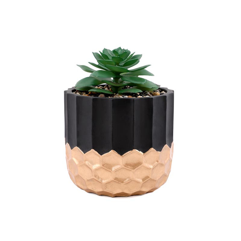 Succulente en pot