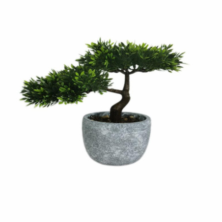 Bonsai en pot