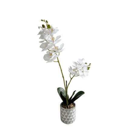 Orchidee en pot