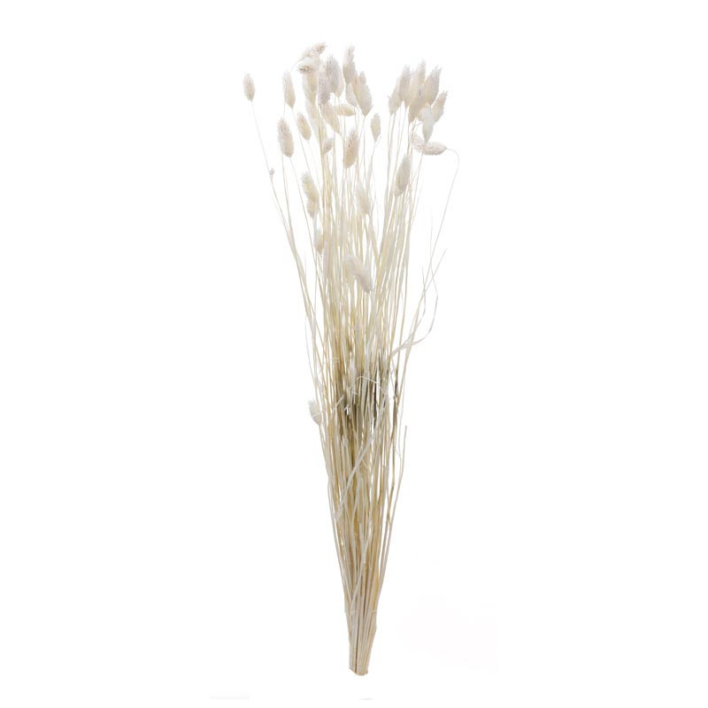 Phalaris 50cm