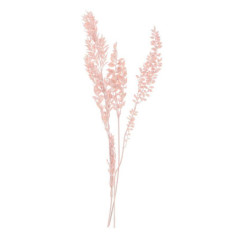 Ruskus rose