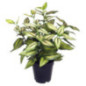 Plante artificielle pot gris