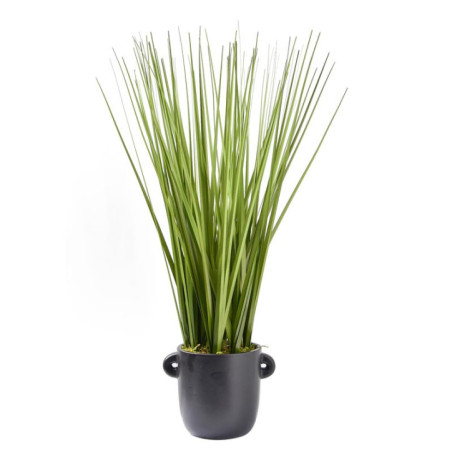 Herbe en pot a oreilles