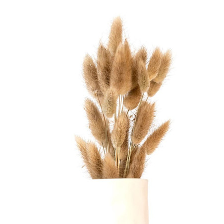Bouquet lagurus h35cm