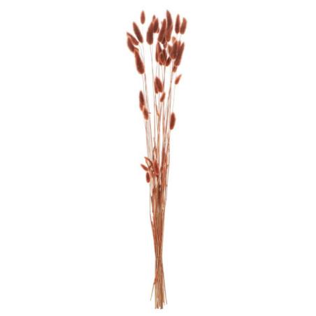 Lagurus marron 20g/50cm