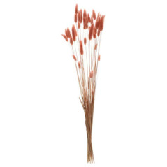 Lagurus terracotta 20g/50cm
