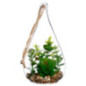 Plante goutte verre