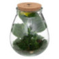 Terrarium h29,5cm