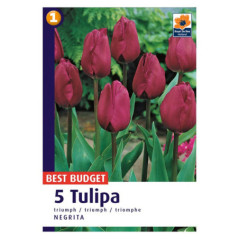 Bu tulipe darwin hybride mix
