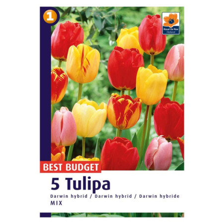 Bu tulipe triumph negrita