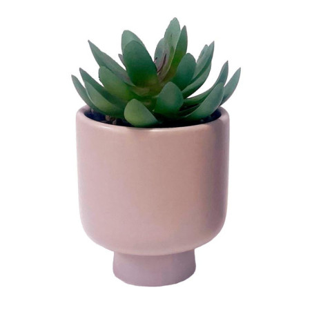 Mini succulente en pot
