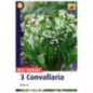 Convallaria blanc