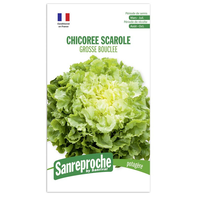 Chicoree scarol grosse bouclee