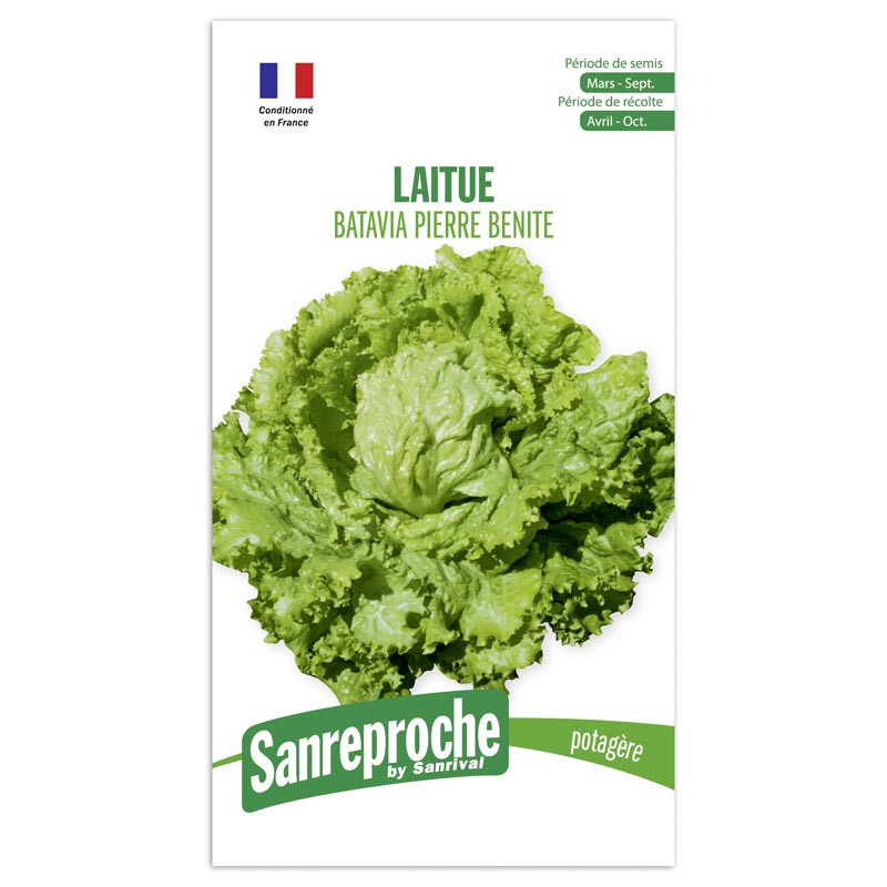 Graine laitue batavia p.benite