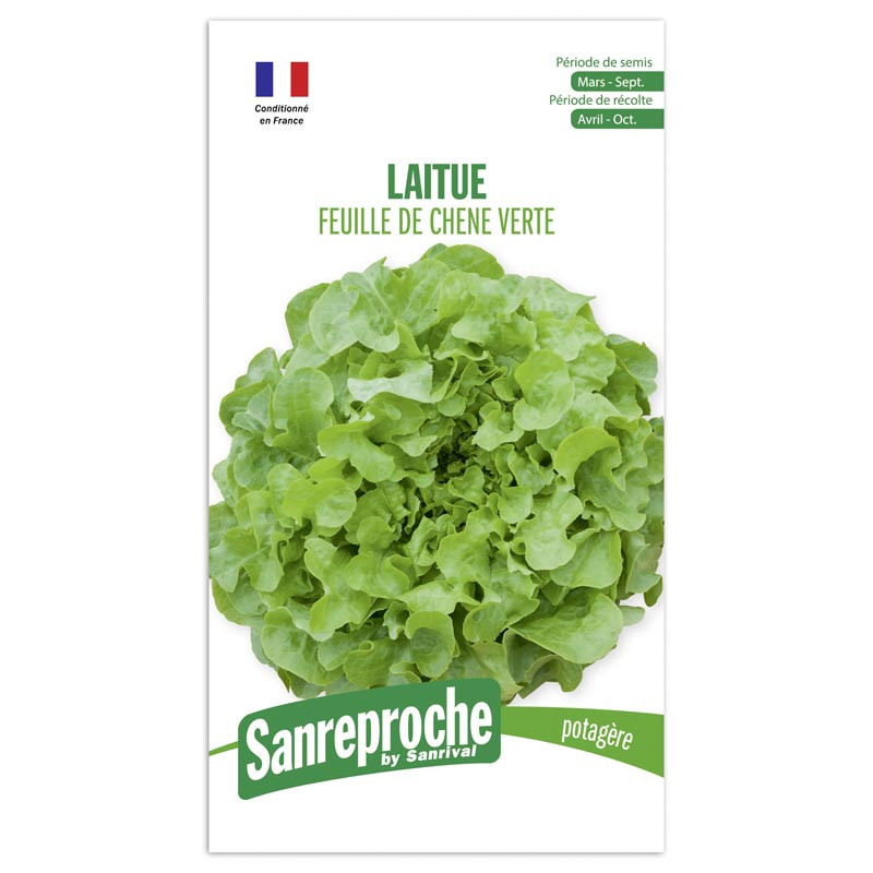 Gr laitue feuille de chene