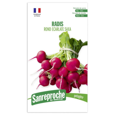 Graines radis rond ecarlate saxa