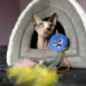 Jouet chat pieuvre avec poche a