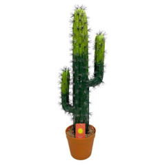 Cactus deco