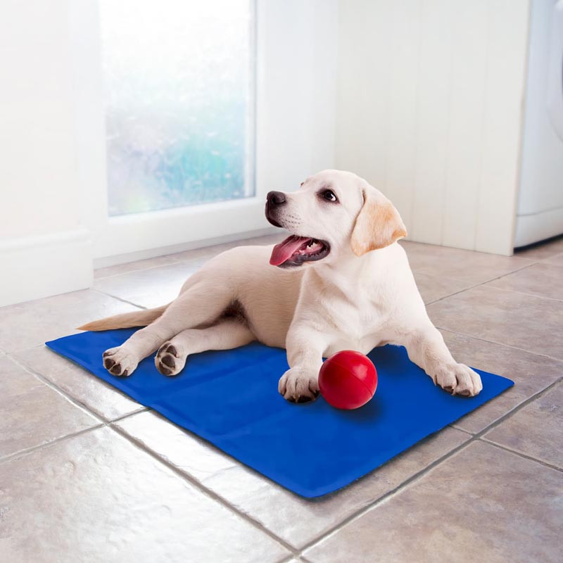 Tapis chien rafraichissant