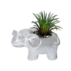 Plante grasse pot elephant