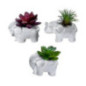 Plante grasse pot elephant