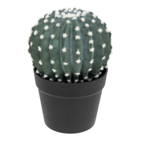 Cactus rond