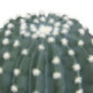 Cactus rond