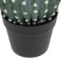 Cactus rond