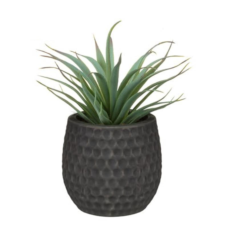 Aloe pot colore