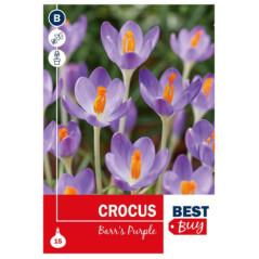 Bu crocus barr's purple x15