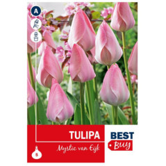 Bu tulipe mystic van eijk x5